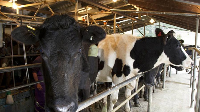 Fonterra has invested $800m in establishing dairy farms in China which have recorded steady losses. (Photo/ NZ Herald)