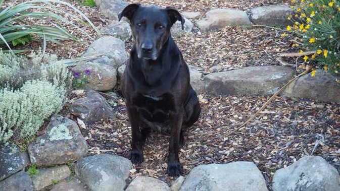 Meg was found alive yesterday after having been missing for five weeks. (Photo \ Supplied)