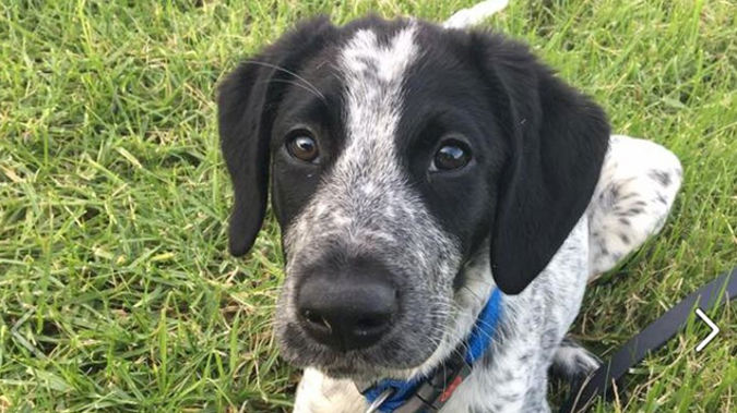 Grizz was shot at Auckland Airport last year after he was spooked and escaped from his handlers. (Photo / Supplied)