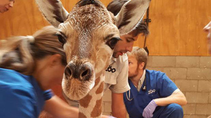 The calf was born on Monday but instantly worried staff over his carers. (Photo / Supplied)