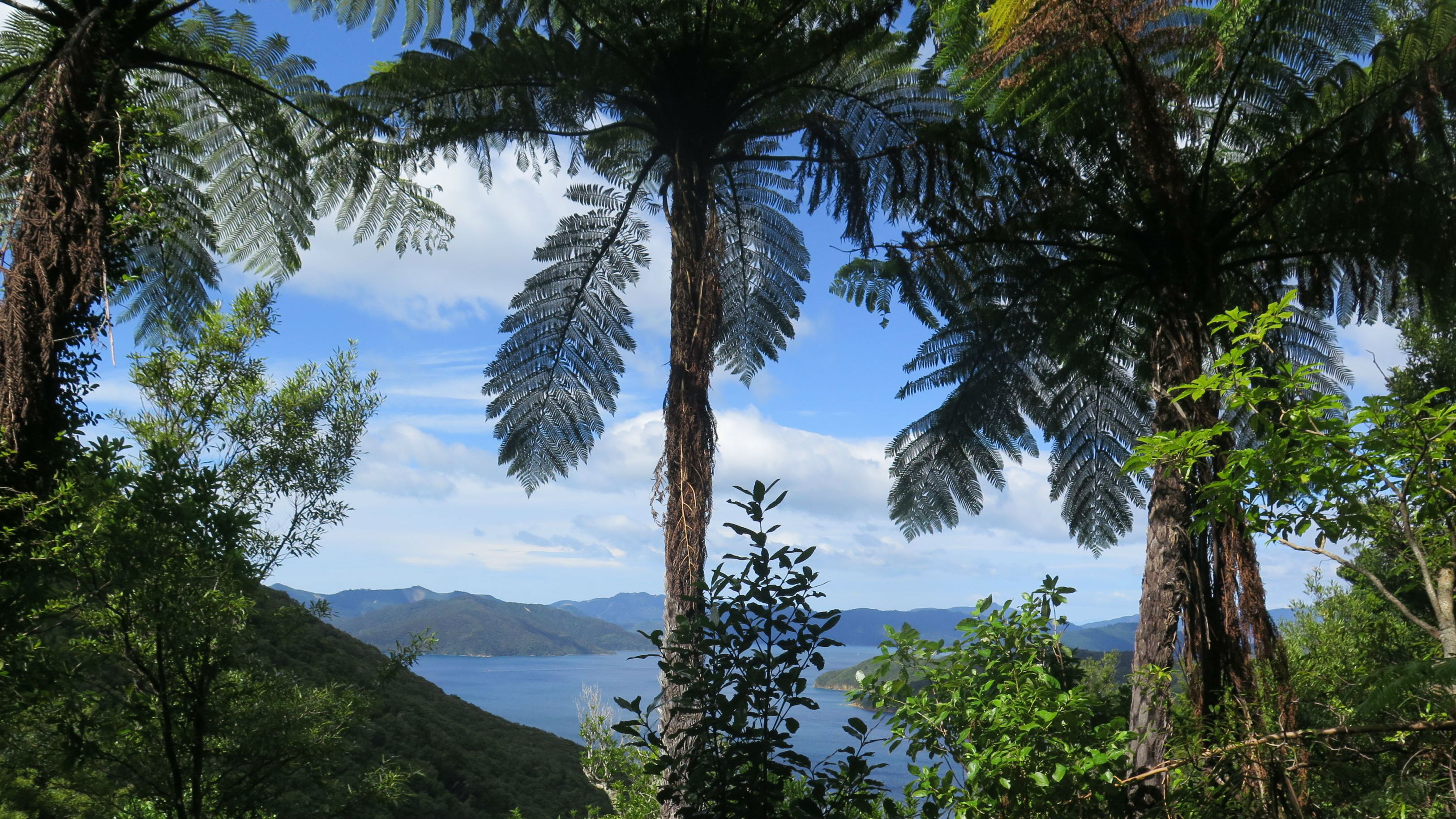 The Queen Charlotte Track. (Photo \ Mike Yardley)