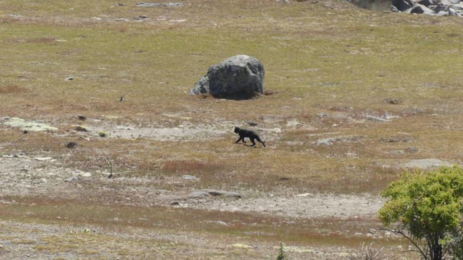 The panther was reportedly sighted in Tekapo last year. (Photo / Supplied)