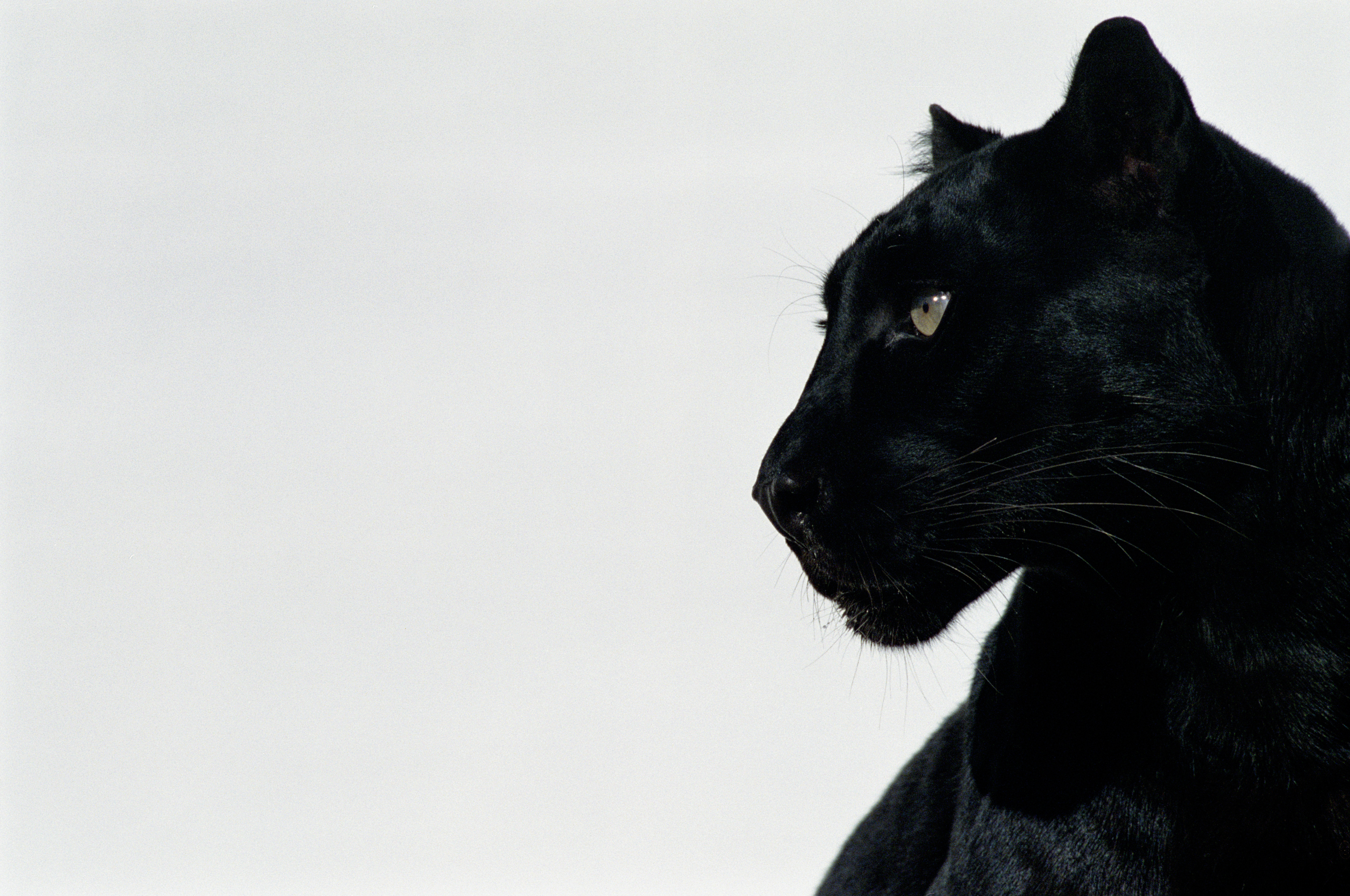 Black Panther (Photo \ Getty Images) 