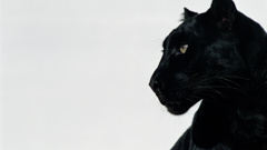 Black Panther (Photo \ Getty Images)