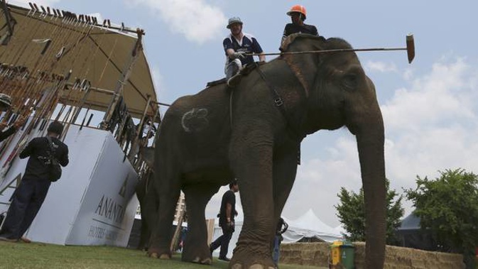 A polo player sitting behind a mahout chooses a polo mallet during the King's Cup Elephant Polo tournament in Bangkok, Thailand. Photo / AP