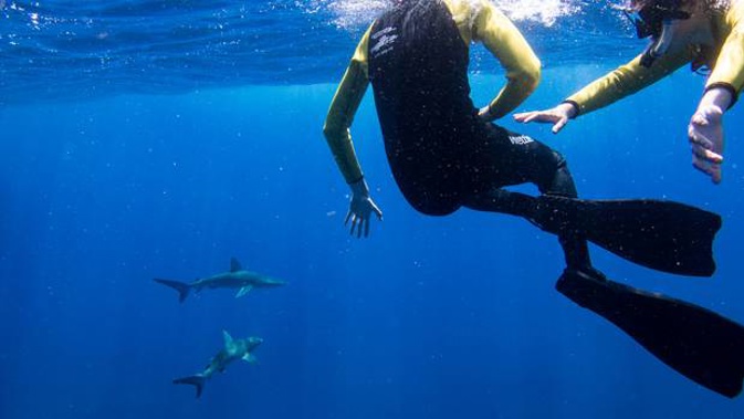 Students dive with Galapagos sharks in the Kermadec Islands. (Photo / Supplied)