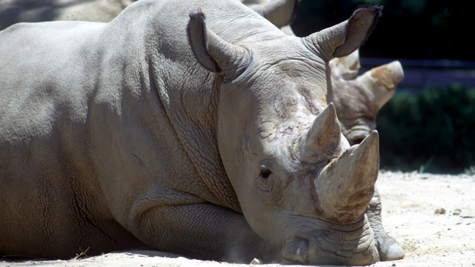 Northern white rhinoceros (Ceratotherium simum cottoni) in captivity. (STOCK photo \ Getty Images)