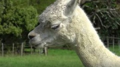 Bambi the blind alpaca relied on his stolen brother Charisma to move around his paddock. (Photo / Supplied)