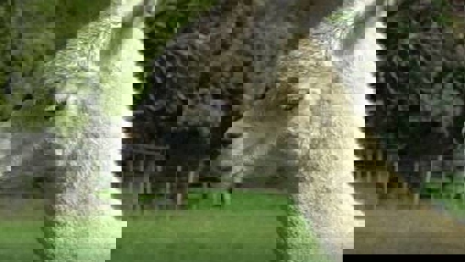 Bambi the blind alpaca relied on his stolen brother Charisma to move around his paddock. (Photo / Supplied)