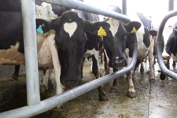 The cattle cull, which is underway, is seen as important step in stopping the spread of the disease. (Photo / File)