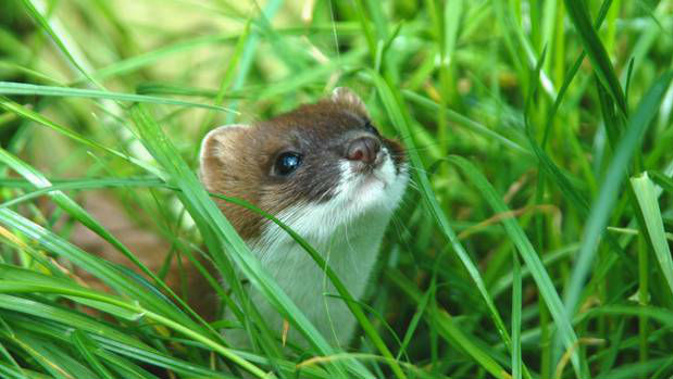 Stoats are considered a pest in New Zealand (Photo: NZ Herald)
