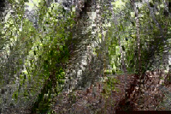 Kauri dieback disease has affected around 20 percent of trees in the forest. (Photo \ File)
