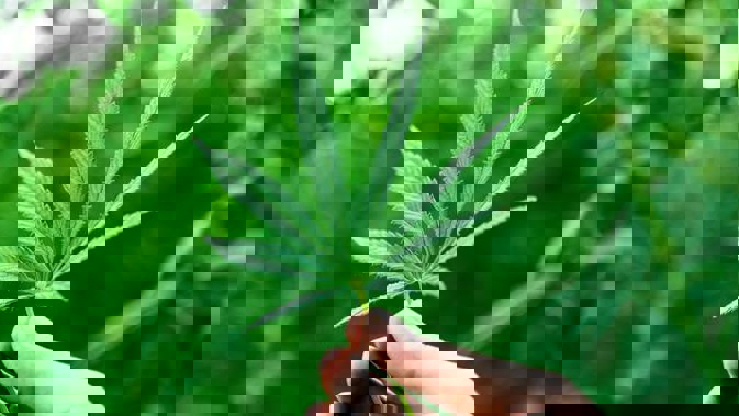 Helius is one of six applicants being assessed for a licence to cultivate, research and test medicinal cannabis in NZ