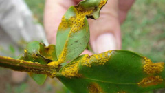 Myrtle rust is a fungus that can seriously affect myrtle species plants, including pohutukawa, manuka, kanuka and rata. (Photo: NZ Herald)