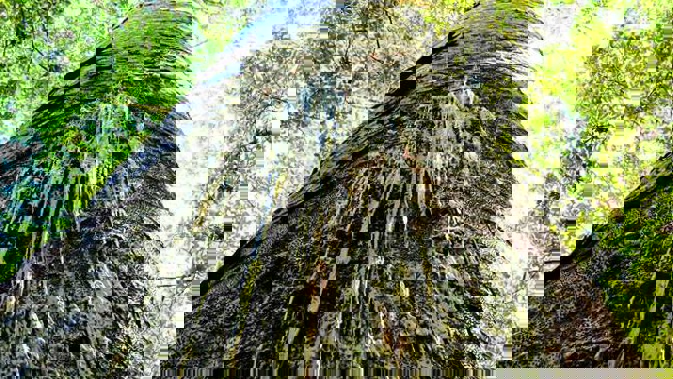 Kauri dieback.