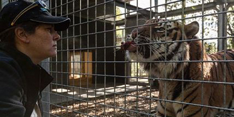 Hamilton Zoo curator Samantha Kudeweh's life could have been saved if the Hamilton City Council-owed zoo was not run on such a tight budget. Photo / Supplied