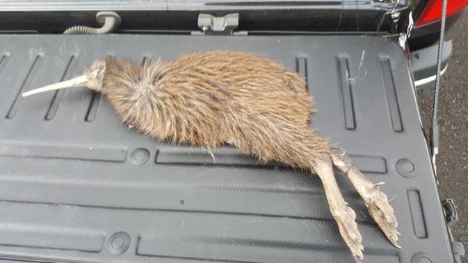 This young kiwi was found dead on Kamo Rd, at Kensington, on Wednesday night after apparently being hit by a car. (Photo / Supplied)