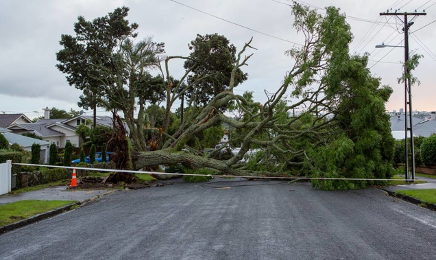 Tree fallen during last Tuesdays storm (Photo \ NZ Herald) 