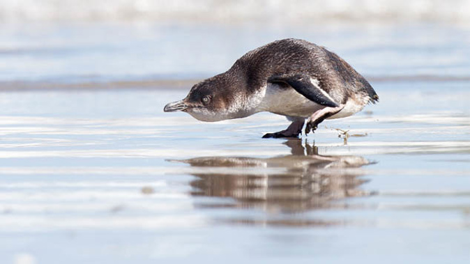 Thousands of Little Blue Penguins have been ashing ashore in recent months (Photo / Getty)
