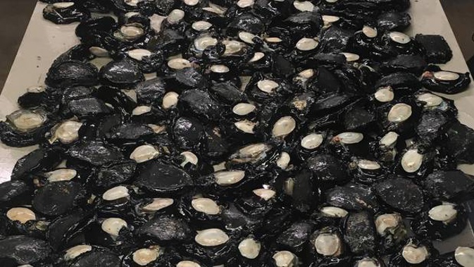 Some of the 600 paua seized. (Photo / Supplied)