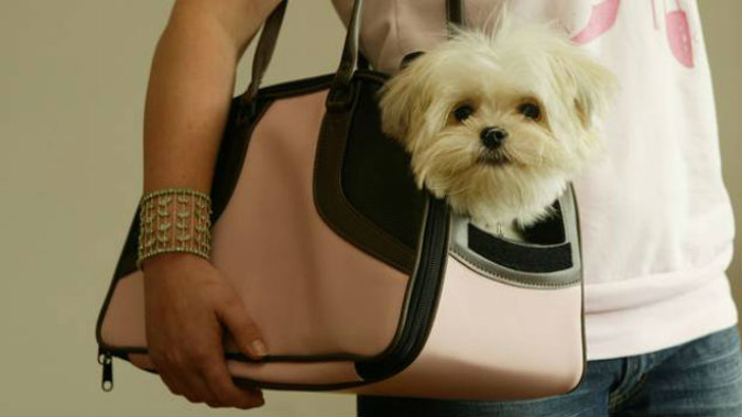 The motion asks councillors to support the carriage of pets on all modes of public transport across Auckland. (Photo / Glenn Jeffrey)
