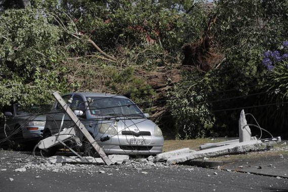 Trees from the storm earlier this month are still unstable. (Photo / NZ Herald0