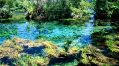 Te Waikoropupu Springs, near Nelson, is believed to be one of the clearest water bodies in the world. (Photograph supplied by Latitude Nelson)