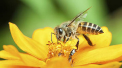Bees and other insects are vital for food production as they pollinate three-quarters of all crops. (Photo: Getty Images)