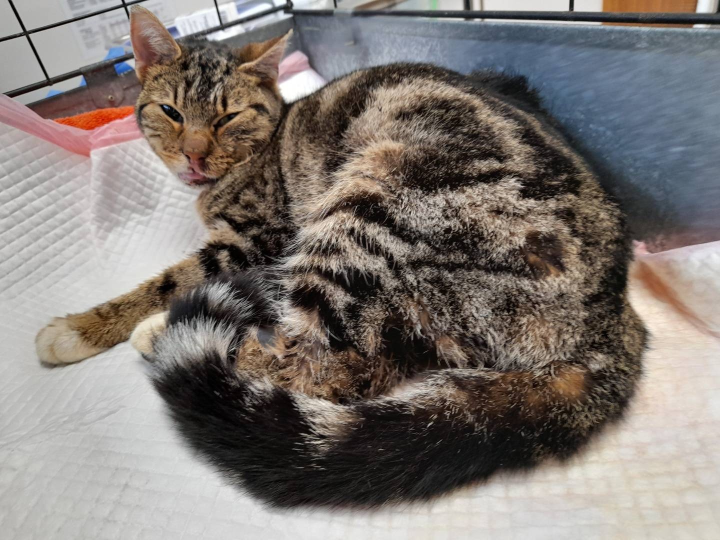 A Christchurch man’s ill-treatment of a cat, Vendetta, that had 13 fractures, was very thin and had blood coming from its mouth, and his failure to get it treated has landed him seven months' home detention. Photo / SPCA