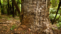 Kauri dieback in the Ranges has led to the closer. (Photo / NZ Herald)