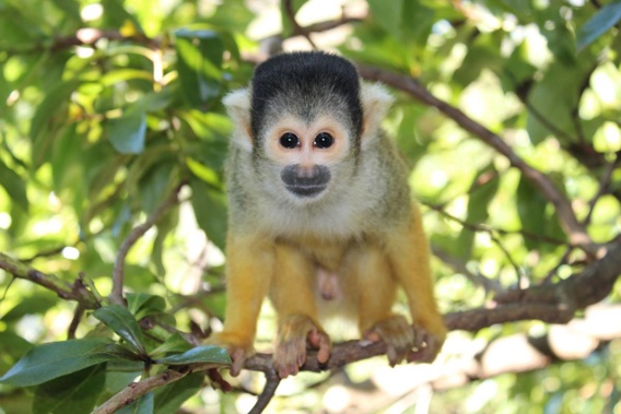 One squirrel monkey was presumed stolen because she hid so well after the break-in that keepers could not find her in several searches of the enclosure. (Photo / Wellington Zoo)