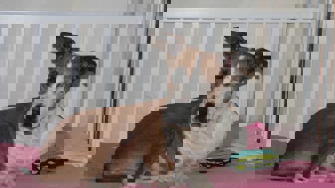 Tracey Knight's beloved dog Tuppence is riddled with pellets and totally blind after being blasted in the head with a shotgun.