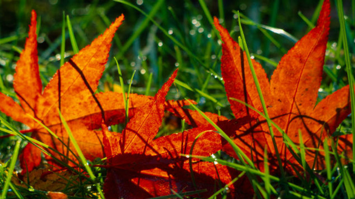 The leaf mold will keep moisture in for months to come. Photo / Getty