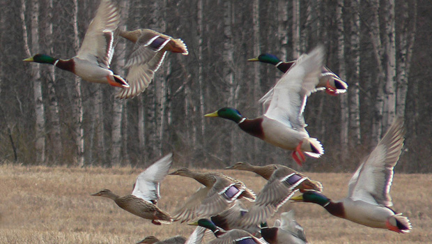 Here's a delicious recipe for duck shooting season (Image / File)