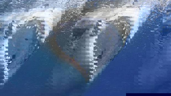 Great white sharks have been reportedly sighted in Houhora. (Photo / Supplied)