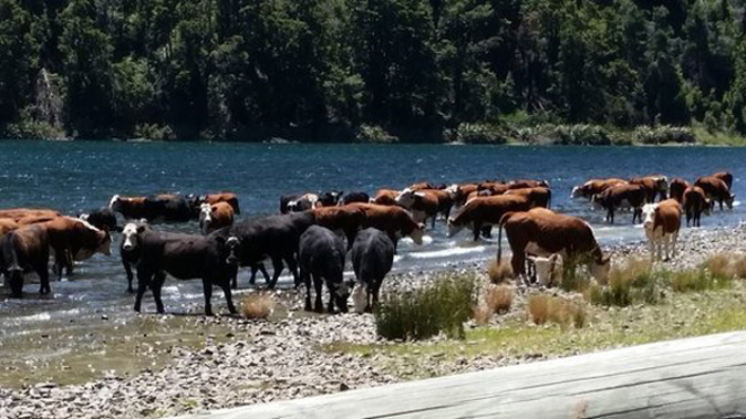 The spread of the cattle disease Mycoplasma Bovis has resulted in many needing to be slaughtered. (Photo / File)