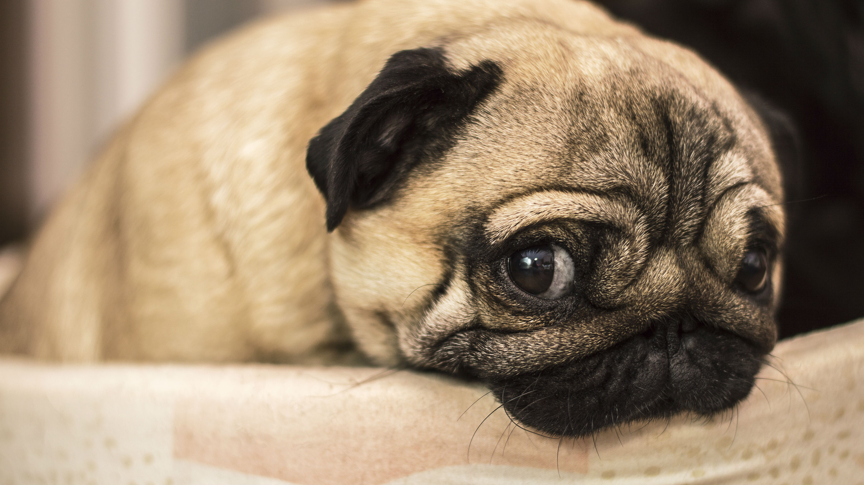 The list is dominated by dogs who have an appetite for everything from gloves and cotton buds to duvets and even dead pets. (Photo \ Getty Images)