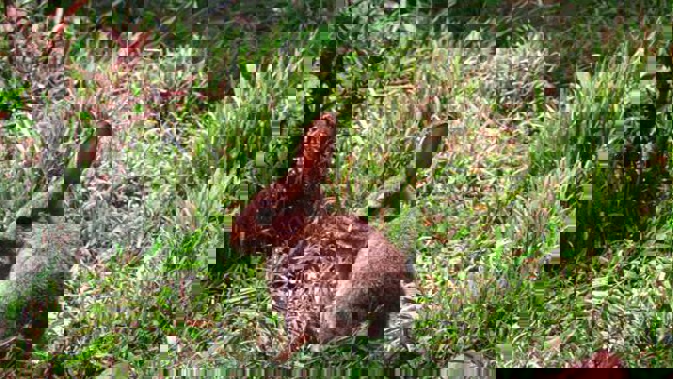 A new strain of the rabbit calicivirus - RHDV2 - has been confirmed. (Photo / File)
