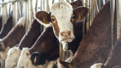 But with Mycoplasma bovis, it now seems to have been around for three or four years before anyone put their hand up and reported it. (Photo \ Getty Images)