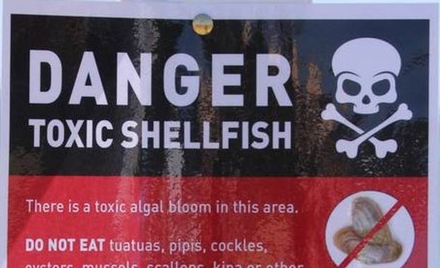 Shellfish are off the menu in the Bay of Islands, with MPI issuing a public health warning not to collect potentially toxic shellfish. (Photo/ Supplied)