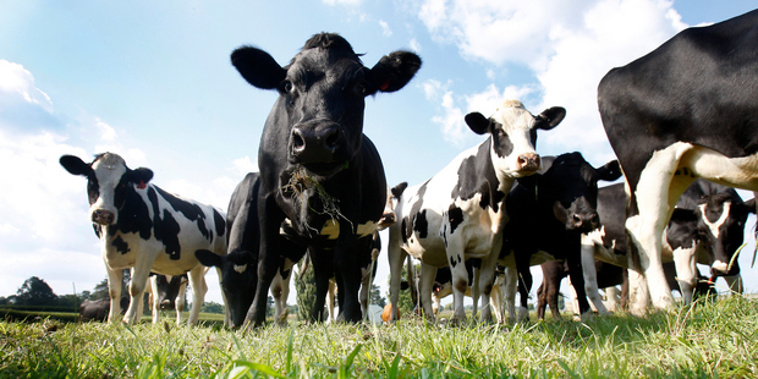Cows and the dairying industry are too important to our economy. (Photo / NZ Herald)