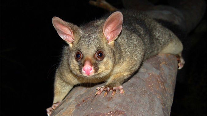 1080 is a poisonous bait which is used to kill pests including possums, rats and stoats. (Photo: stock xchng)
