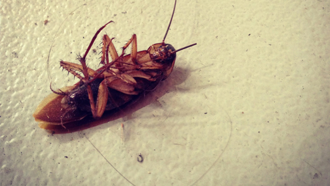 The man spotted several cockroaches on the flight between Auckland Perth. (Photo / File)