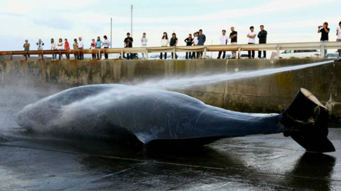Japan continues to kill whales in the name of 'scientific research'. (Photo / Getty Images)