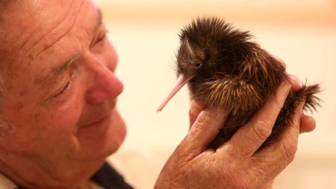 Robert Webb, seen here with a healthy Kiwi chick, has called for bans to gin traps. (Photo / File)