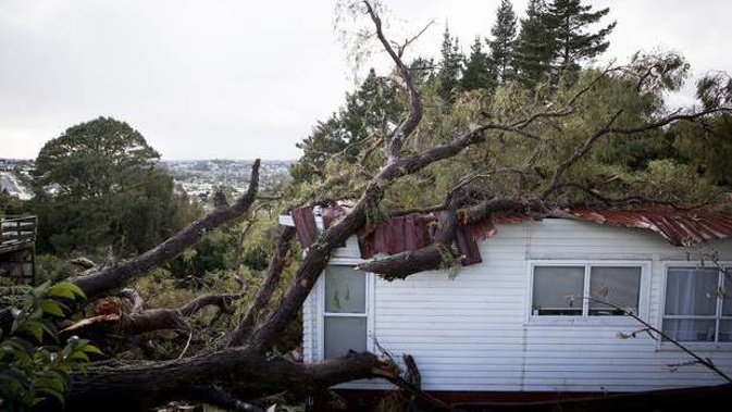 This tree crushed the roof of a house on Don Buck Road in Massey after the powerful April 10 storm. (Photo / Dean Purcell)