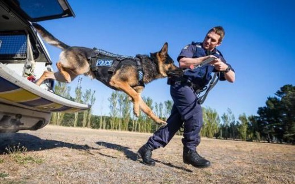 Police dog Kosmo and handler Regan Turner. (Photo / Supplied)