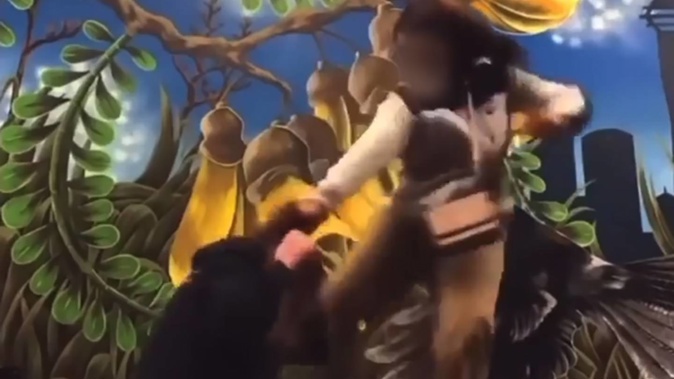 Still from video posted to Facebook showing a vicious assault by two teenage girls on three younger girls in Pukekohe. Photo / Supplied