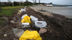Bags of oil contaminated material line the beach on the Matapihi side of the rail bridge on Monday morning. (Photo / John Borren)