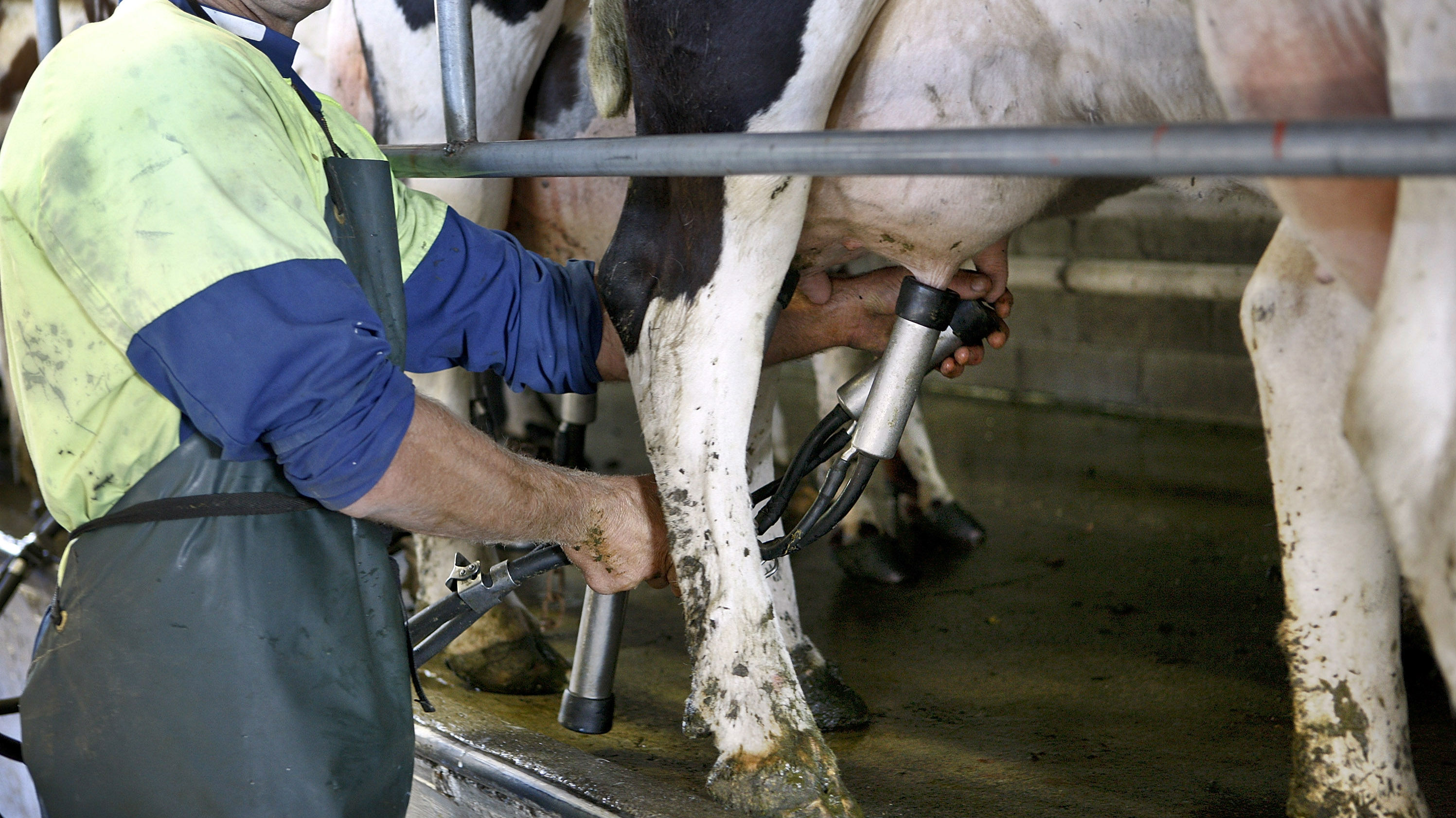  A Federated Farmers spokesman says they are not getting involved in the issue between Shane Jones and Fonterra. (Photo: Getty Images)
